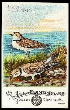 J1 14 Piping Plover.jpg